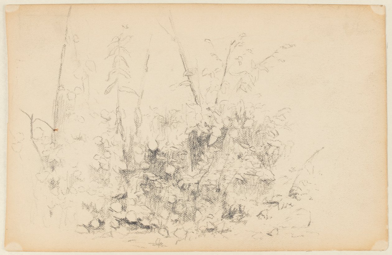 Schizzo di piante selvatiche da Walter Clark