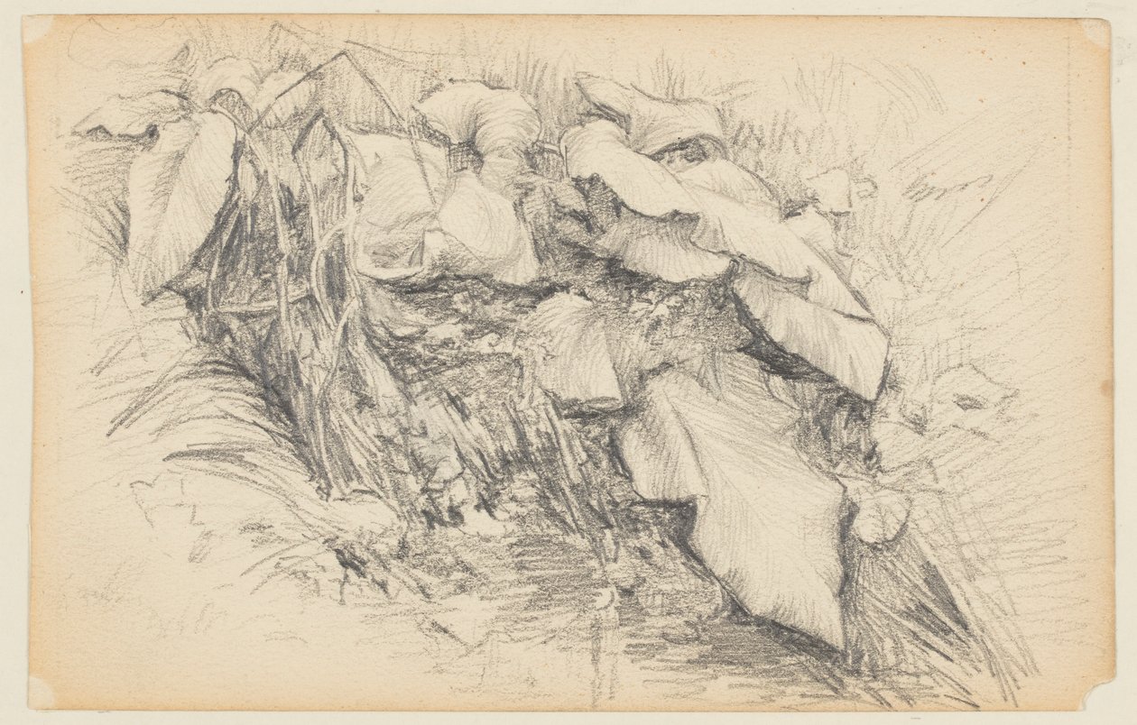 Studio di Erba e Piante da Walter Clark