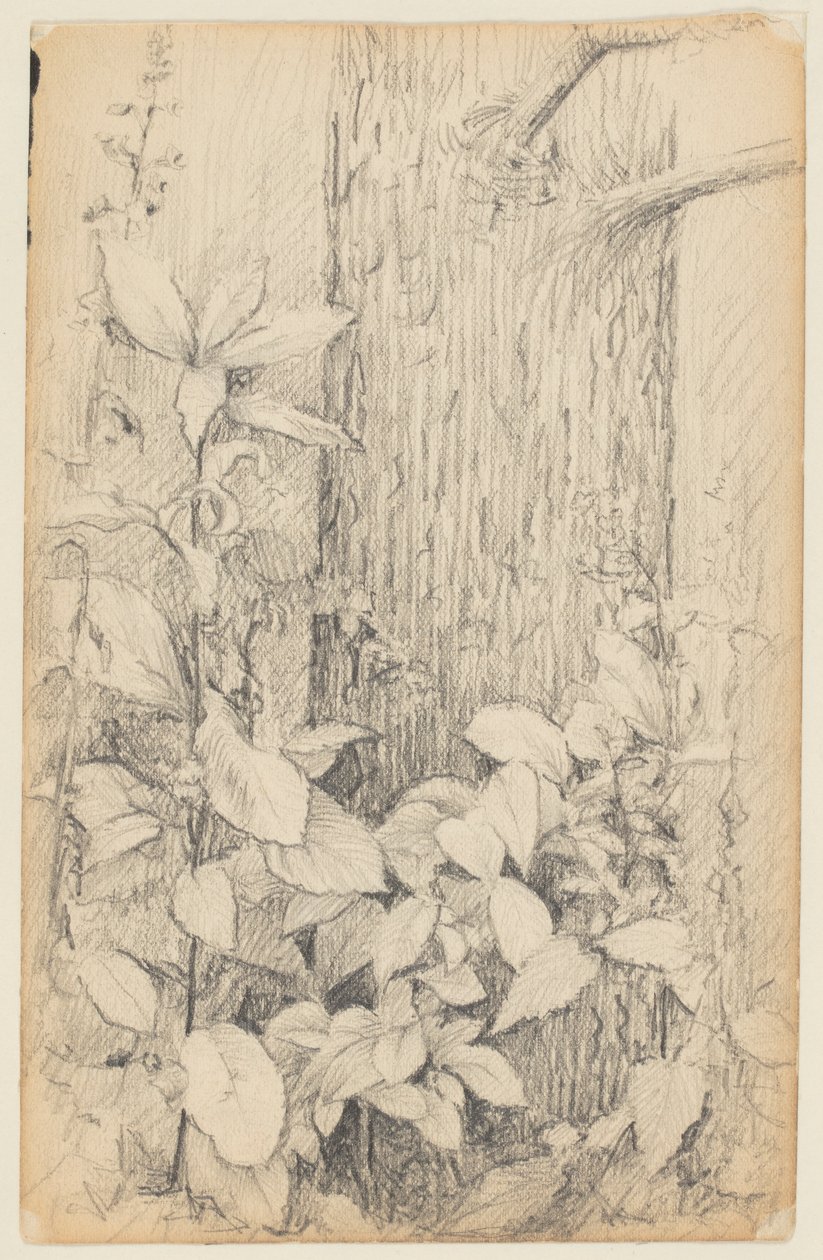Studio del sottobosco da Walter Clark