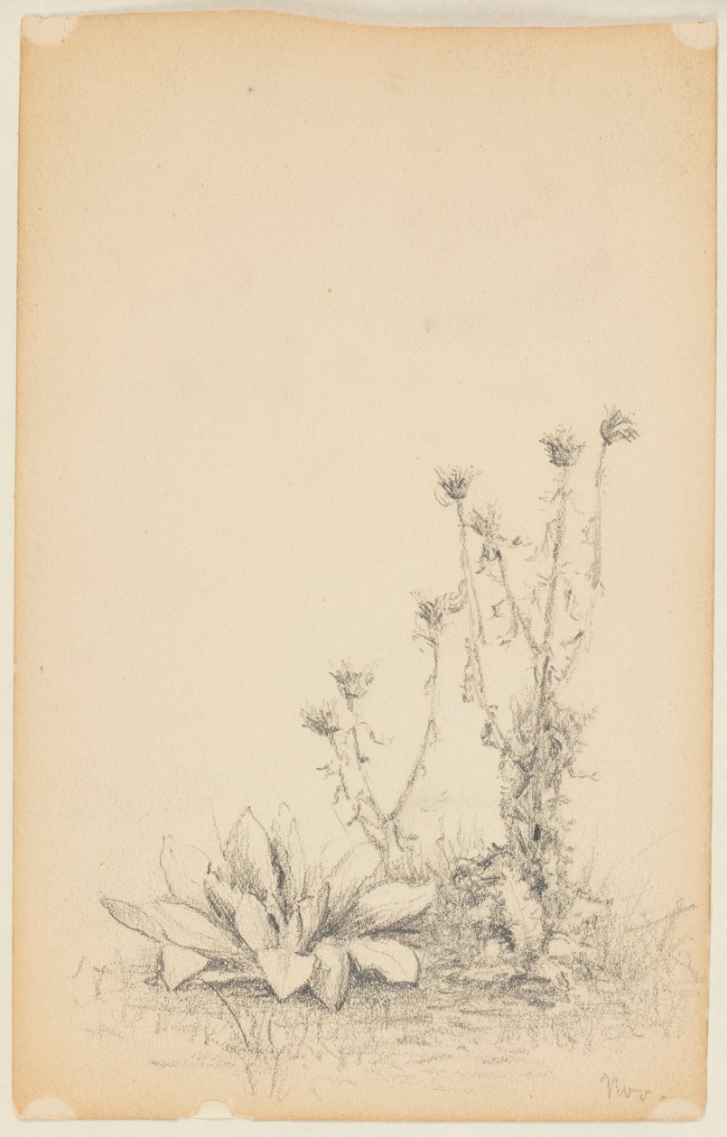 Studio di piante selvatiche da Walter Clark