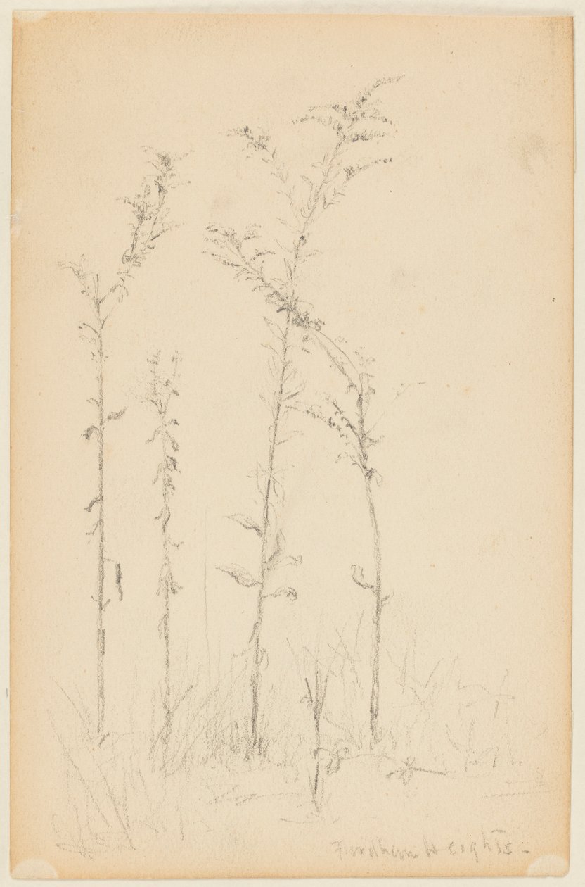 Studio di piante selvatiche, Fordham Heights da Walter Clark