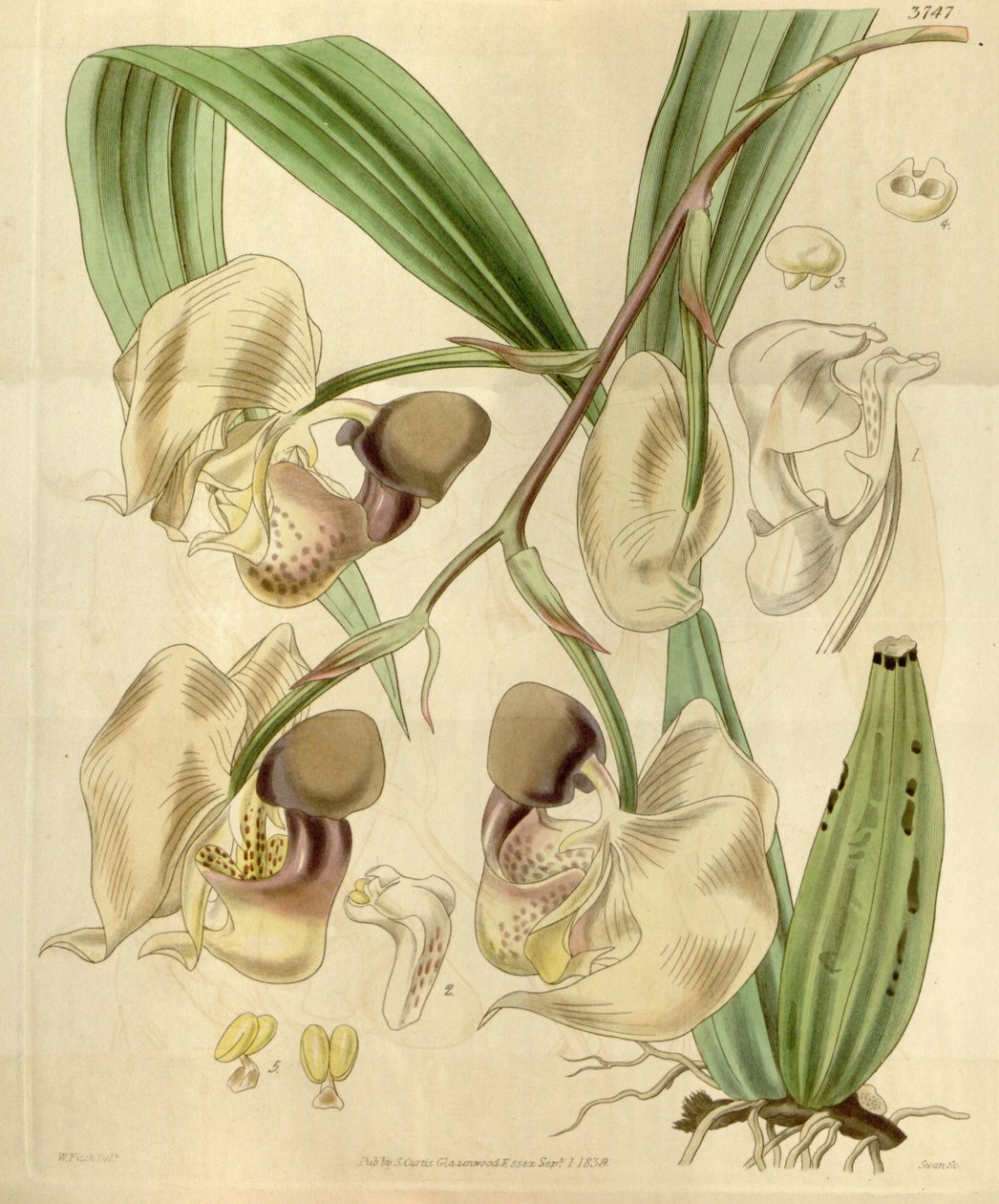 Coryanthes maculata da Walter Hood Fitch