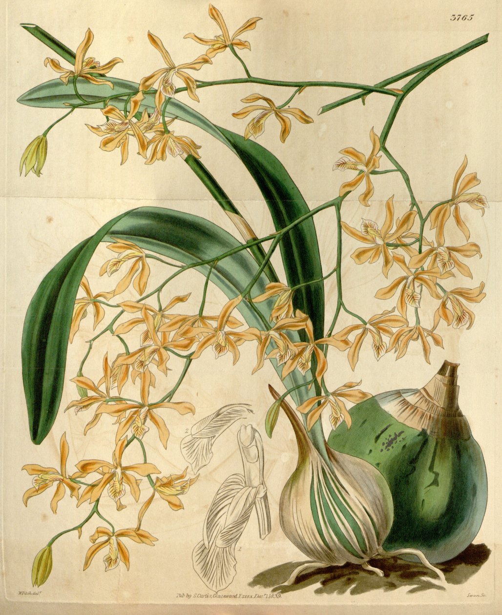 Encyclia candollei da Walter Hood Fitch