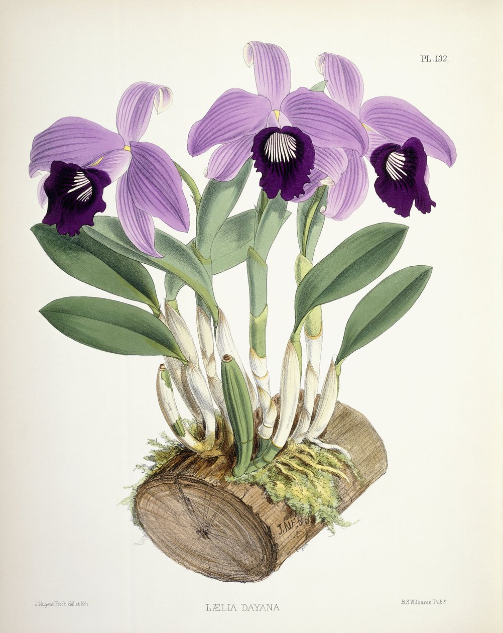 Laelia Dayana, c.1882-1897 da Walter Hood Fitch