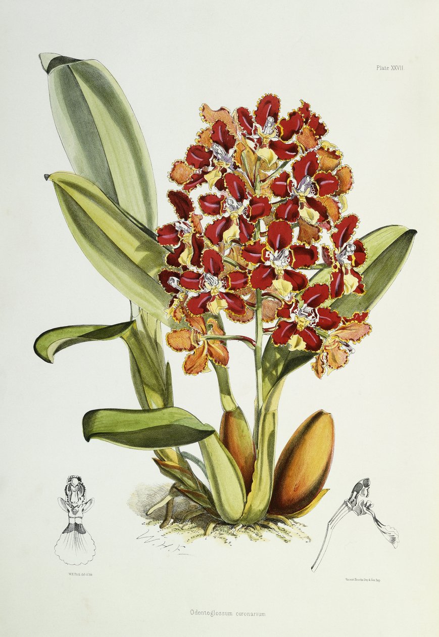 Odontoglossum coronarium, 1864-1874 da Walter Hood Fitch