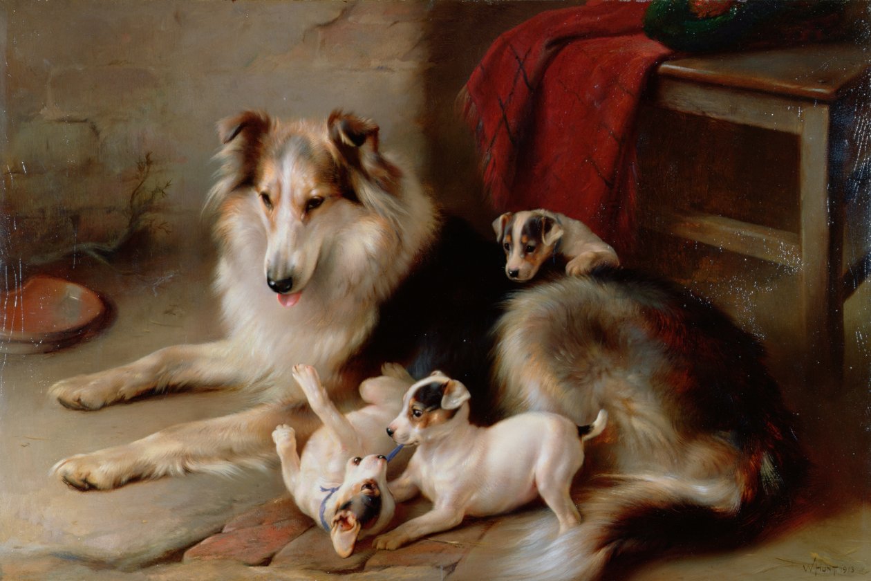 Un Collie con cuccioli di Fox Terrier, 1913 da Walter Hunt