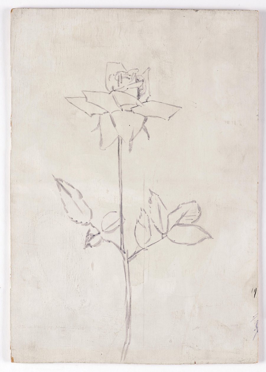 Rosa da Walther Gamerith