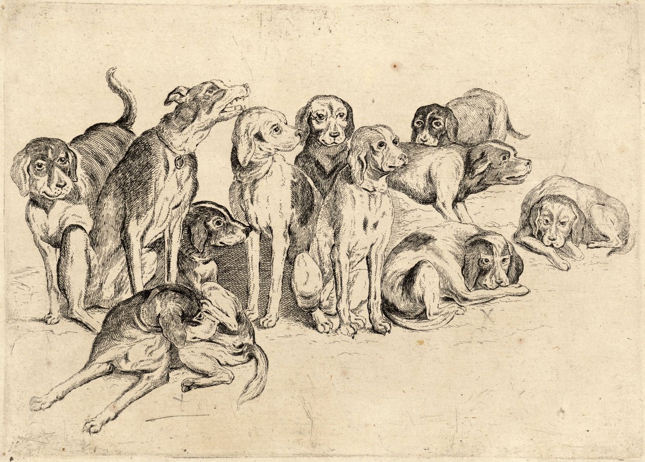 Undici cani da caccia da Wenceslaus Hollar
