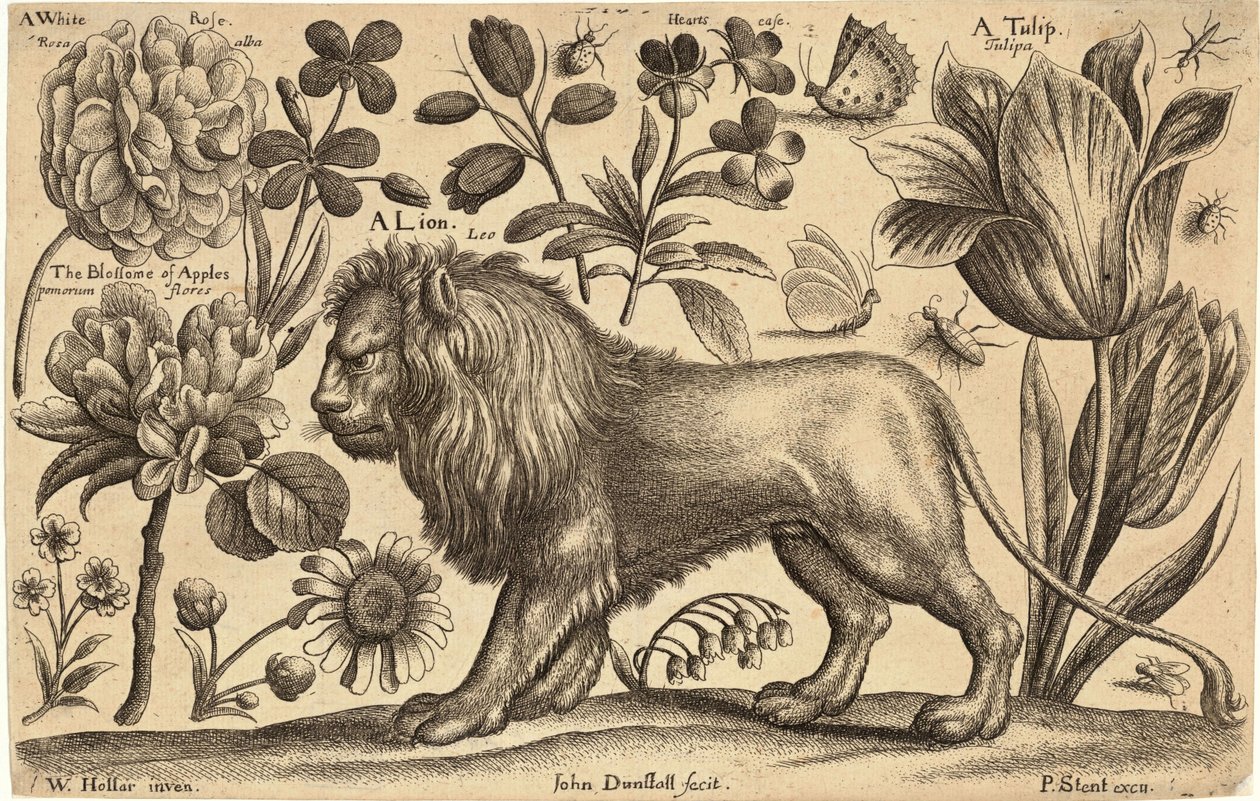 Leone e tulipano da Wenceslaus Hollar