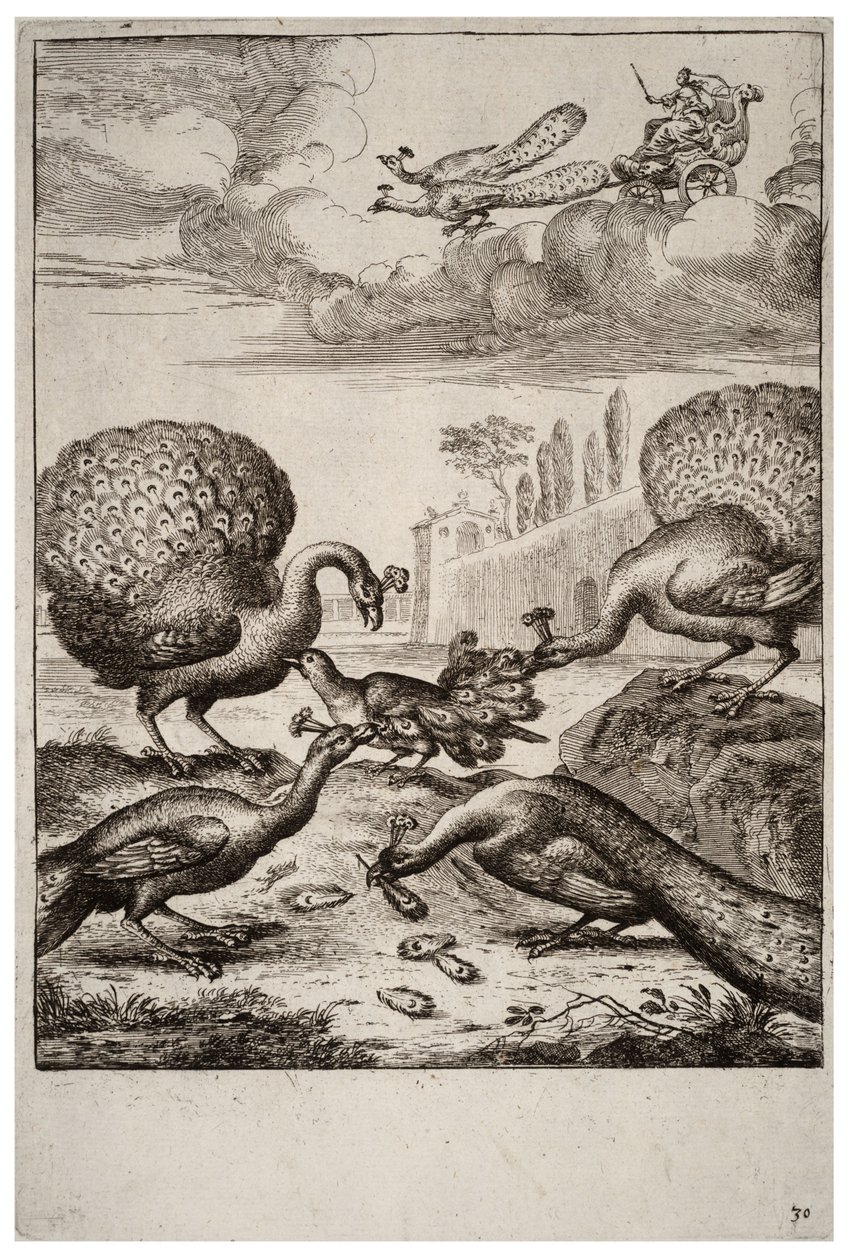 La ghiandaia e i pavoni da Wenceslaus Hollar