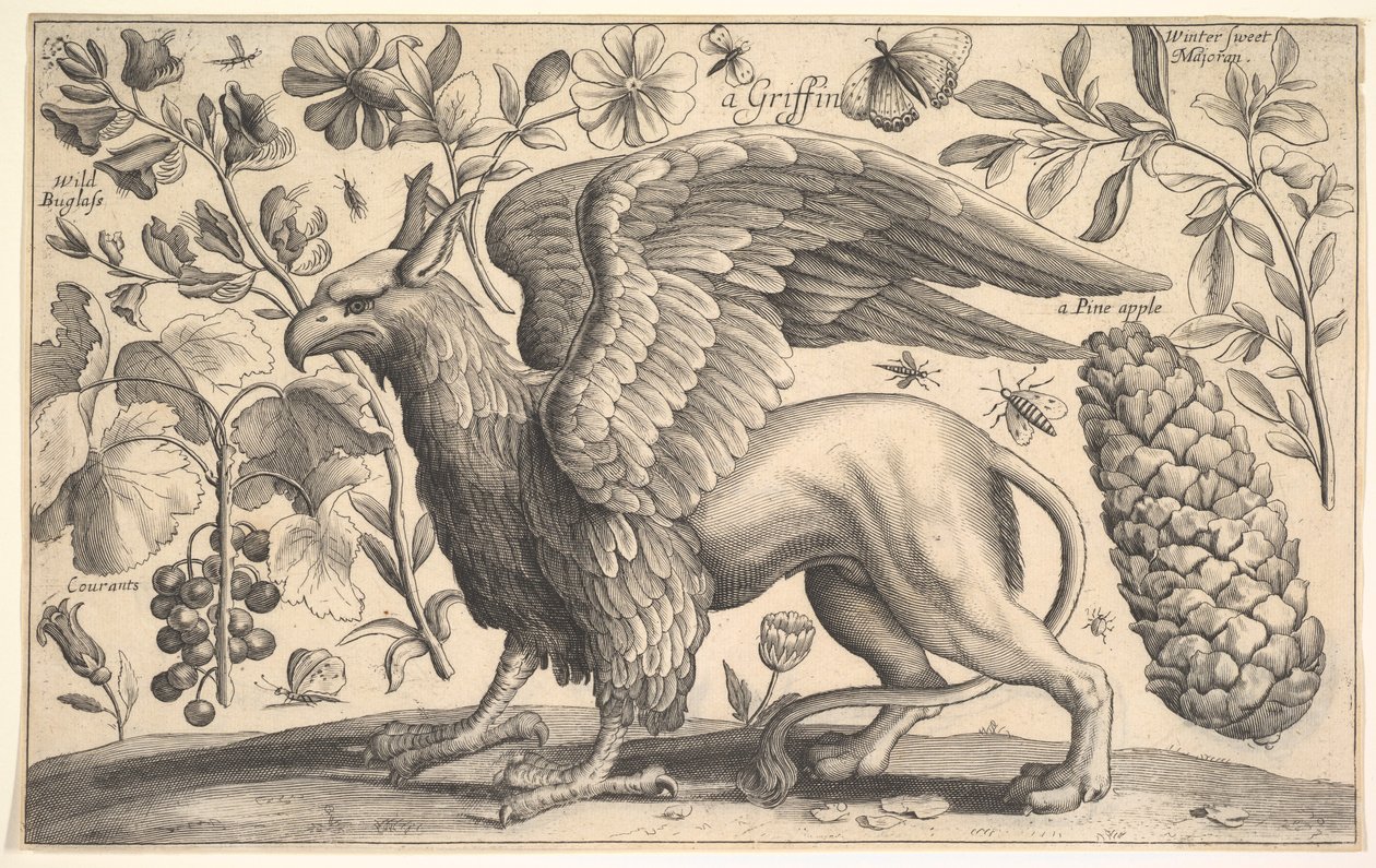 Un grifone, 1625-77 da Wenceslaus Hollar