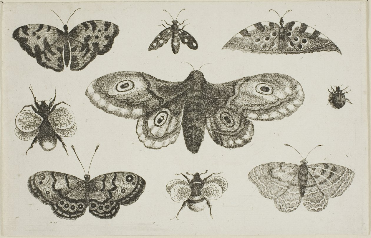 Una falena, farfalle e api da Wenceslaus Hollar