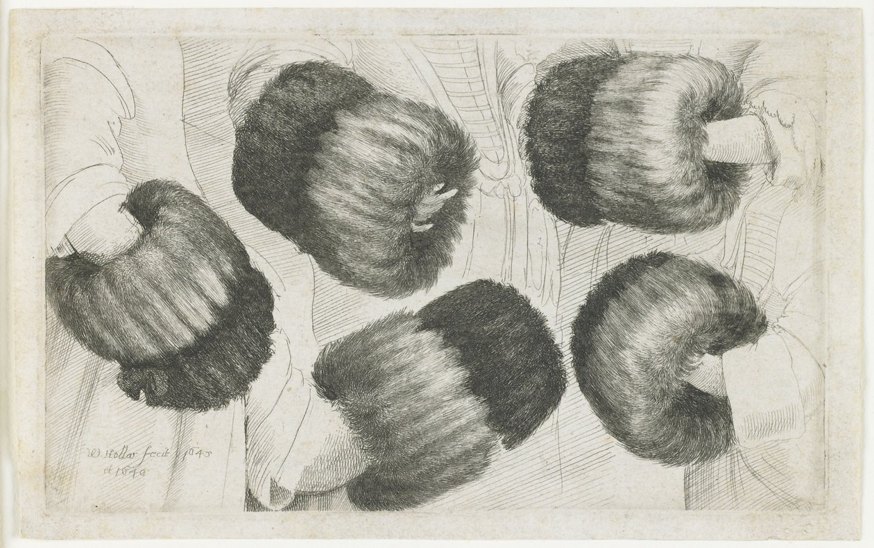 Un manicotto in cinque viste, 1645-1646 da Wenceslaus Hollar