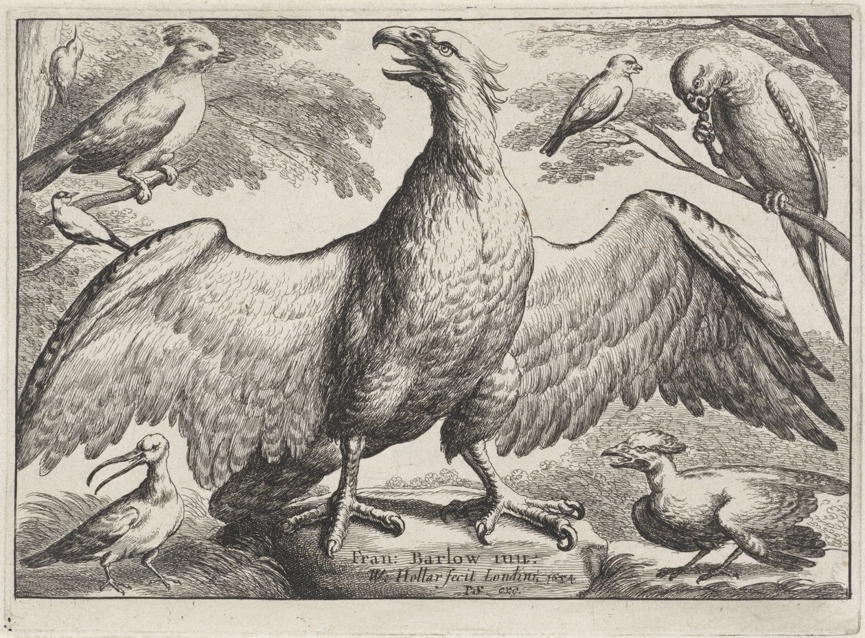 Aquila da Wenceslaus Hollar