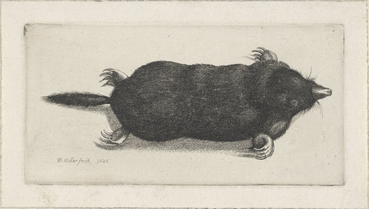 Talpa morta da Wenceslaus Hollar