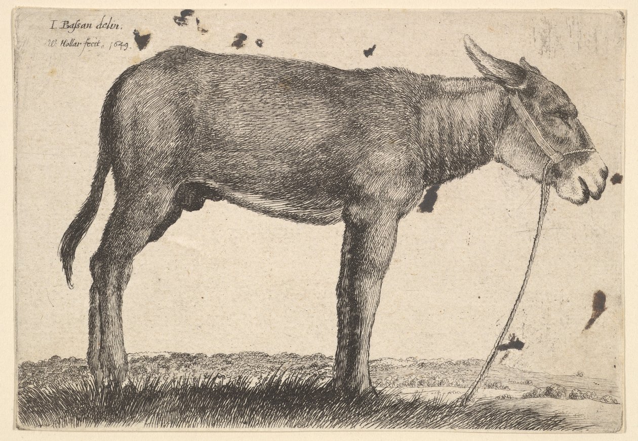Asino, 1649 da Wenceslaus Hollar