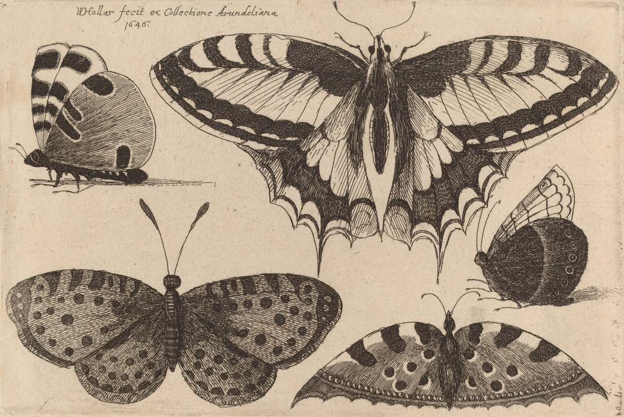 Cinque farfalle da Wenceslaus Hollar