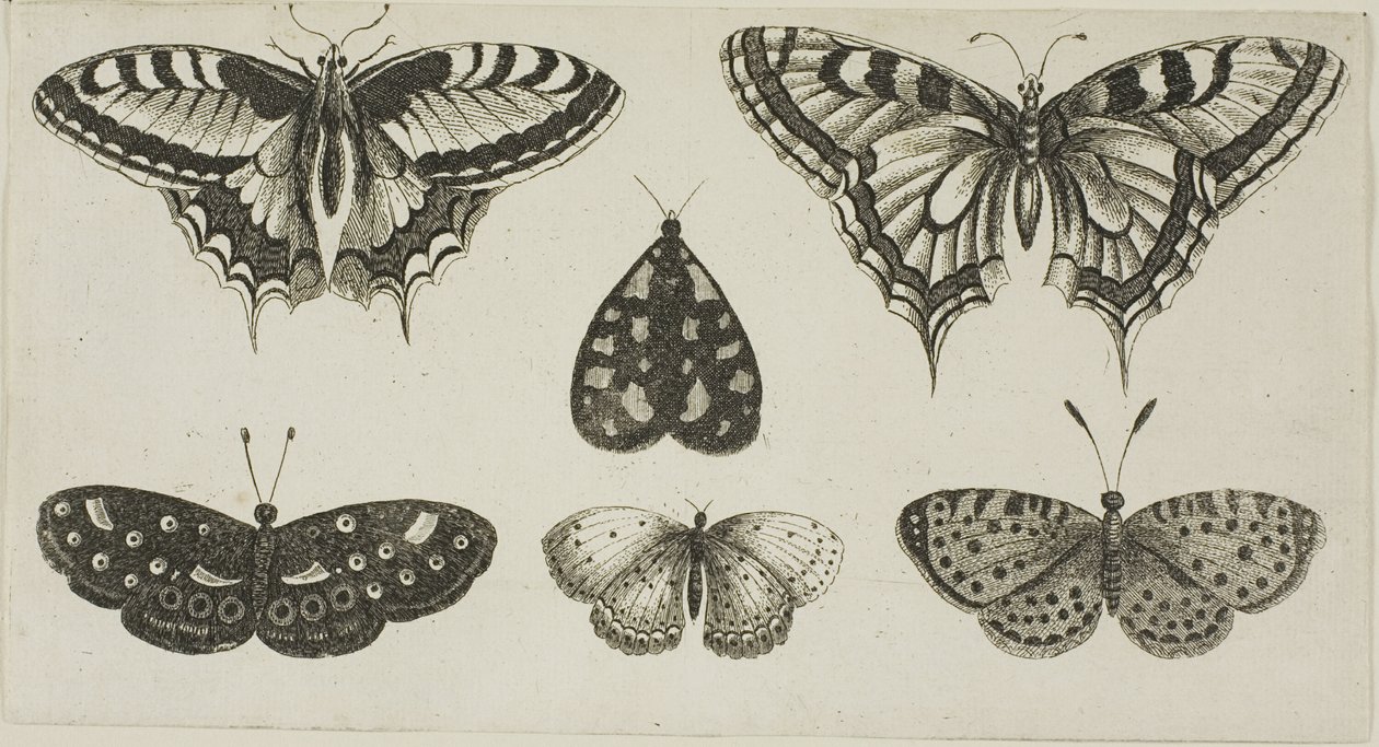 Cinque farfalle e una falena da Wenceslaus Hollar