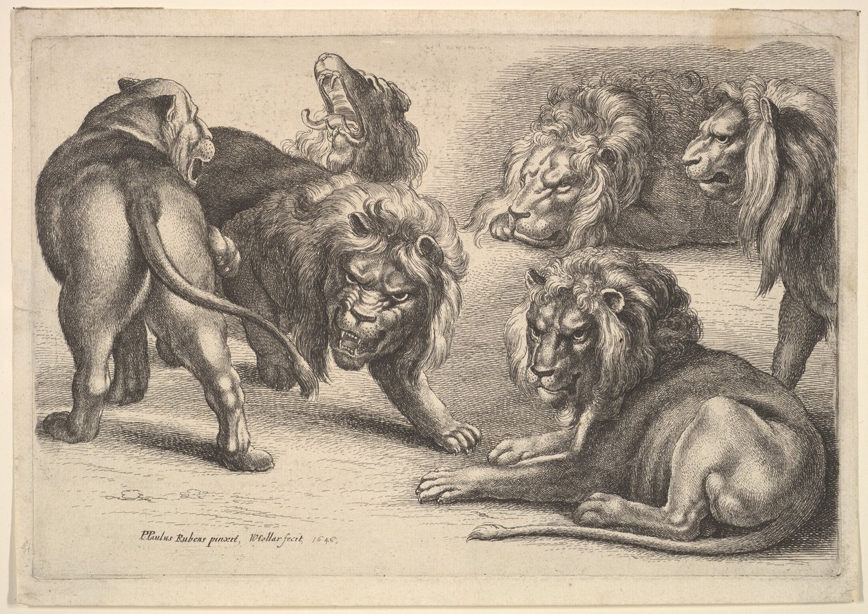 Cinque leoni e una leonessa da Wenceslaus Hollar