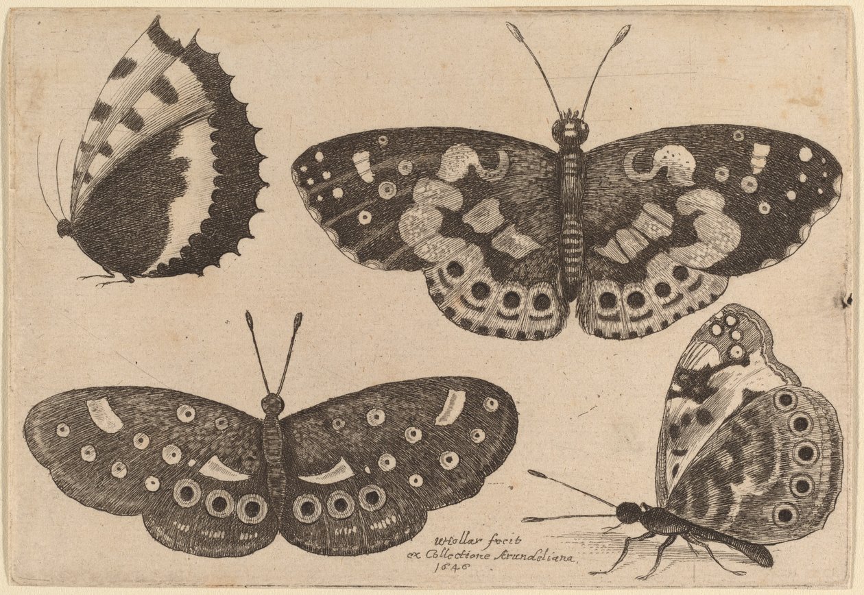 Quattro Farfalle da Wenceslaus Hollar
