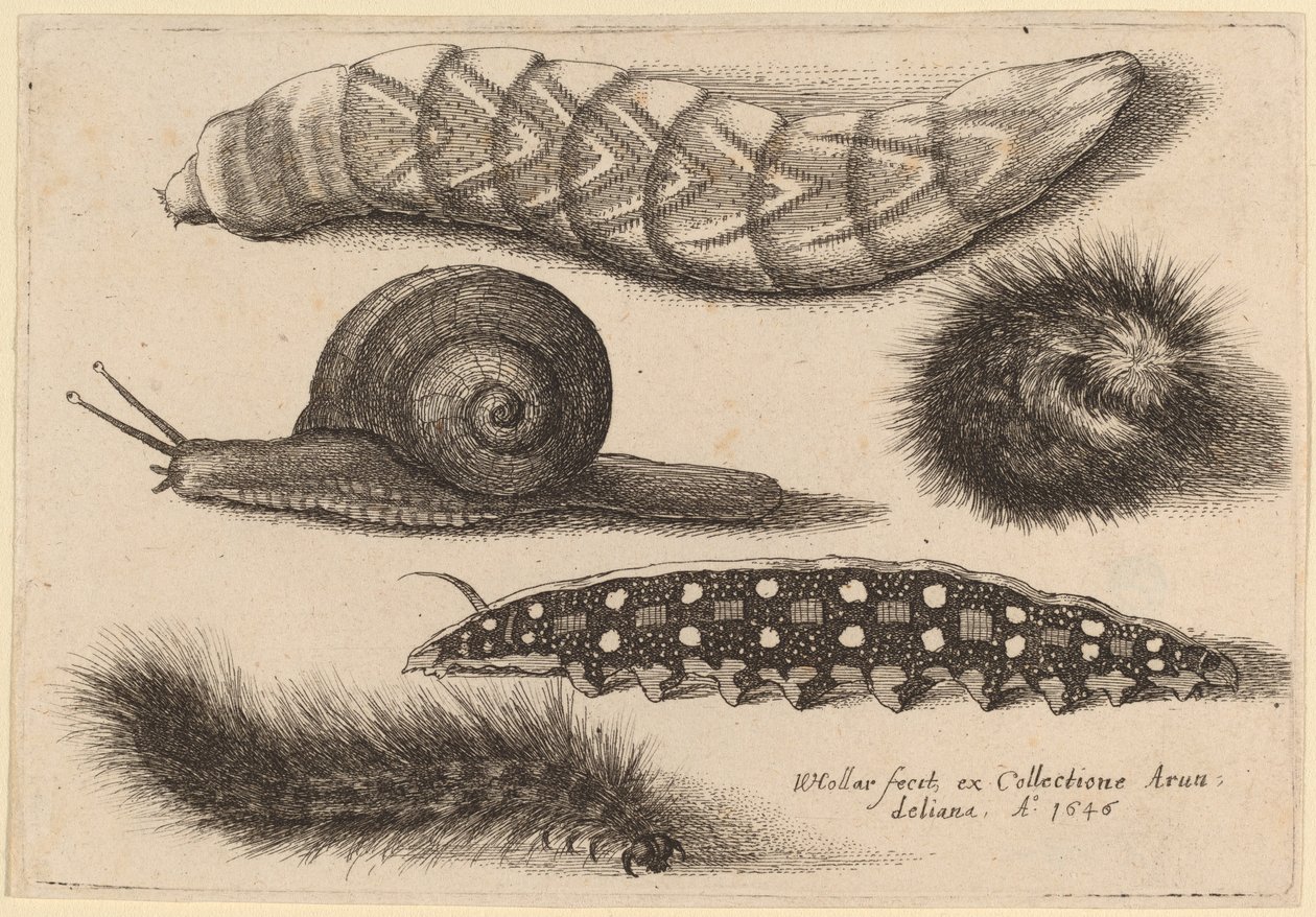 Quattro Bruchi e una Lumaca da Wenceslaus Hollar