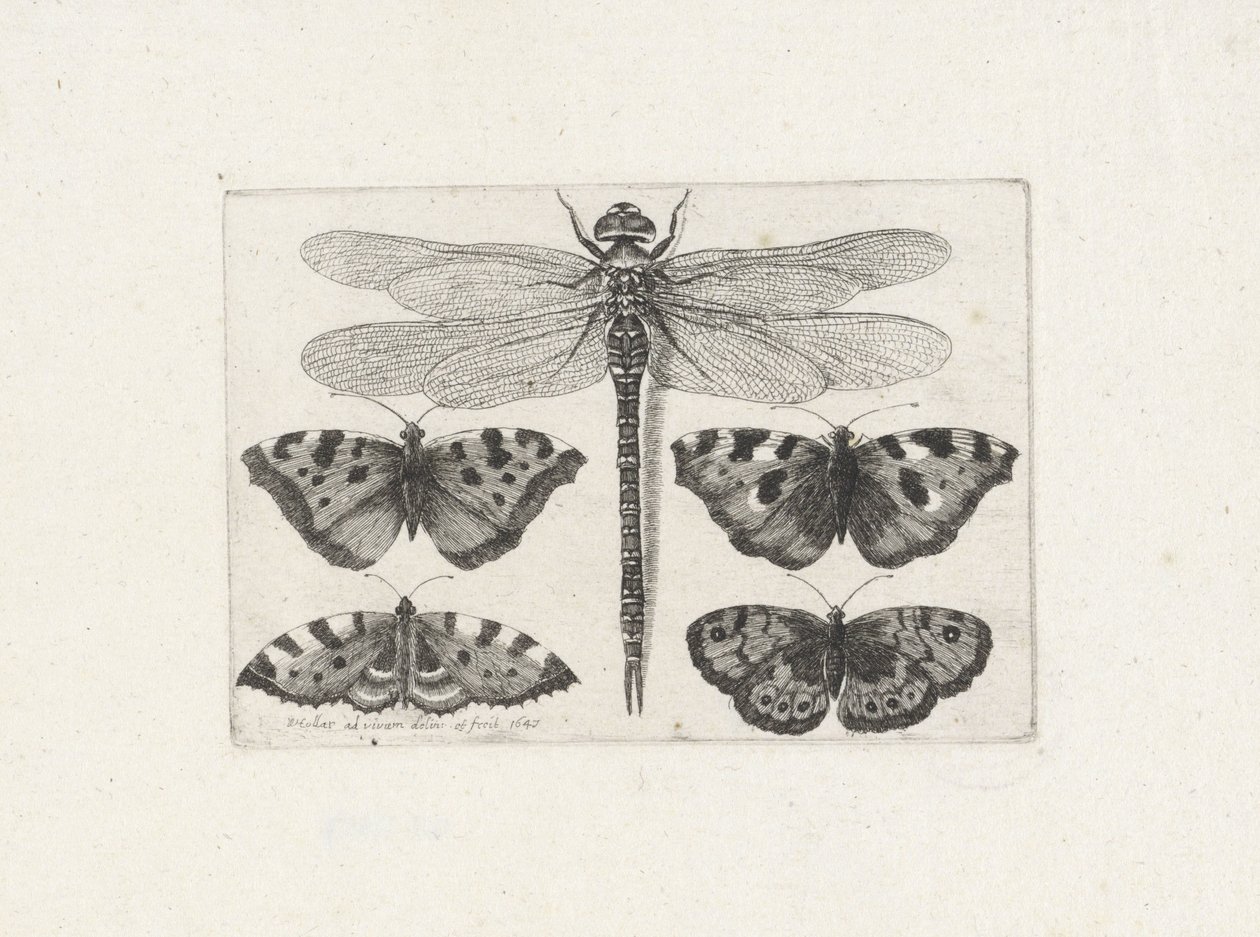 Libellula e quattro farfalle da Wenceslaus Hollar