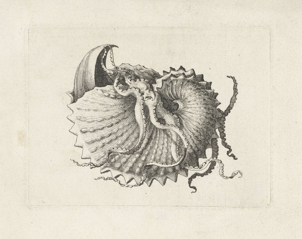 Conchiglia, argonauta nodosa da Wenceslaus Hollar