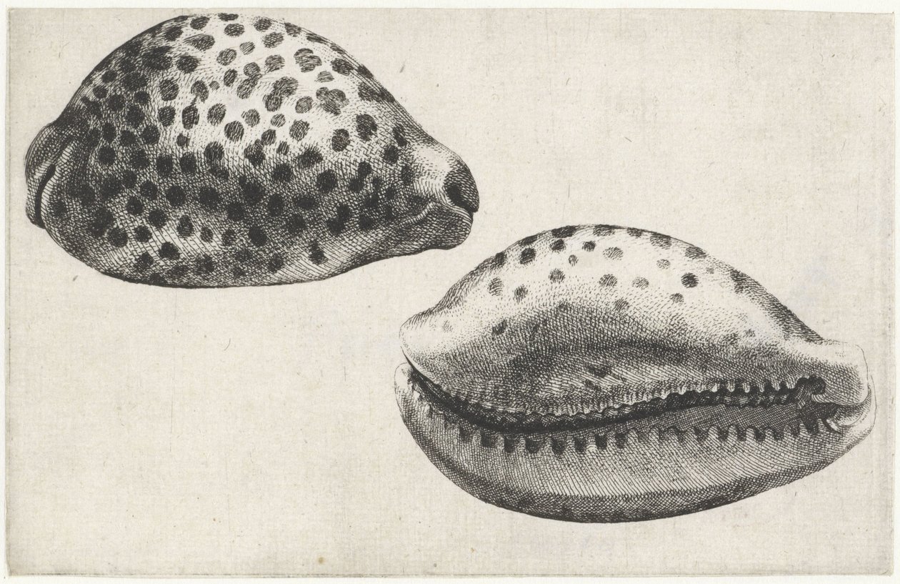 Conchiglia, cypraea tigris da Wenceslaus Hollar