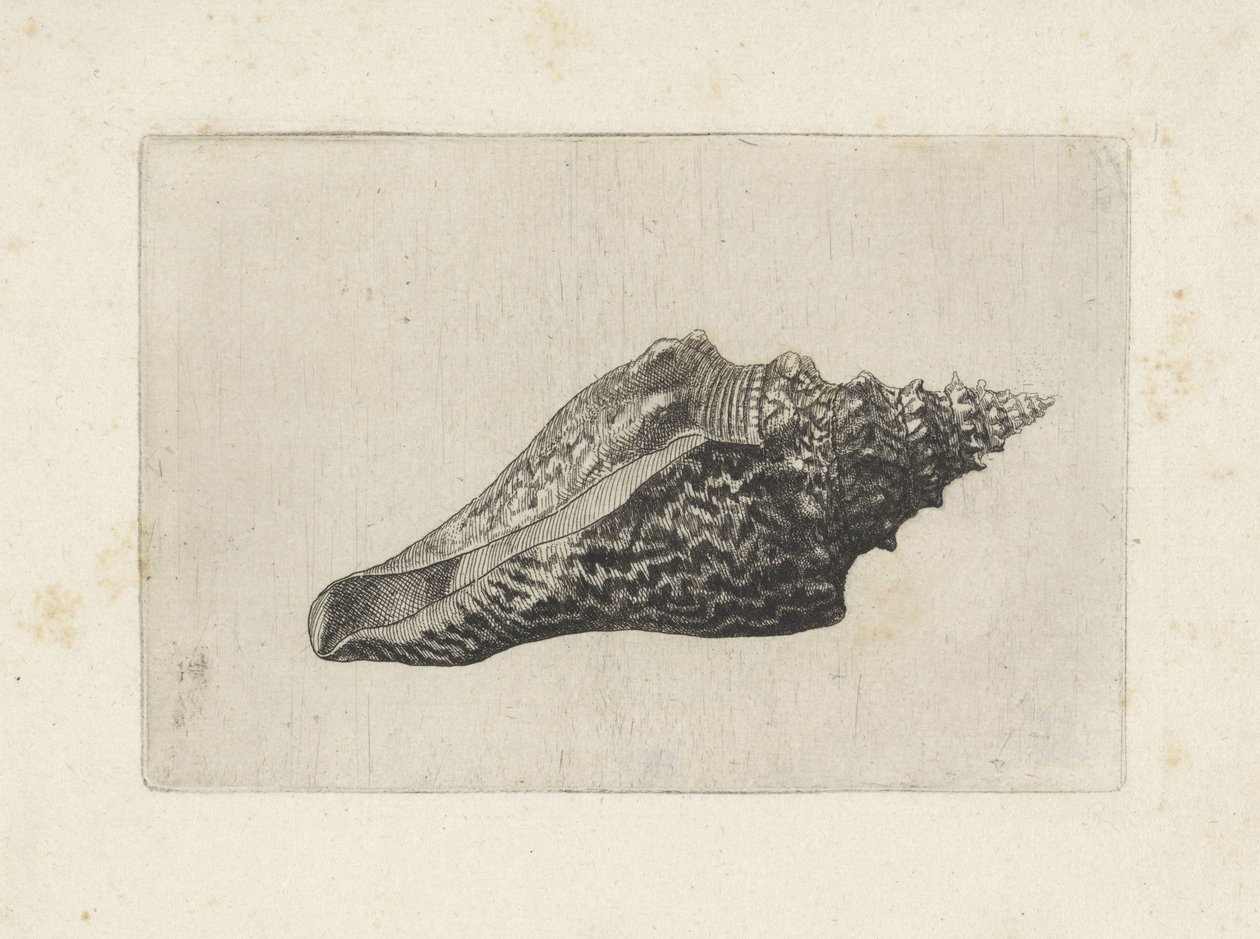 Conchiglia, hemifusus ternatanus da Wenceslaus Hollar