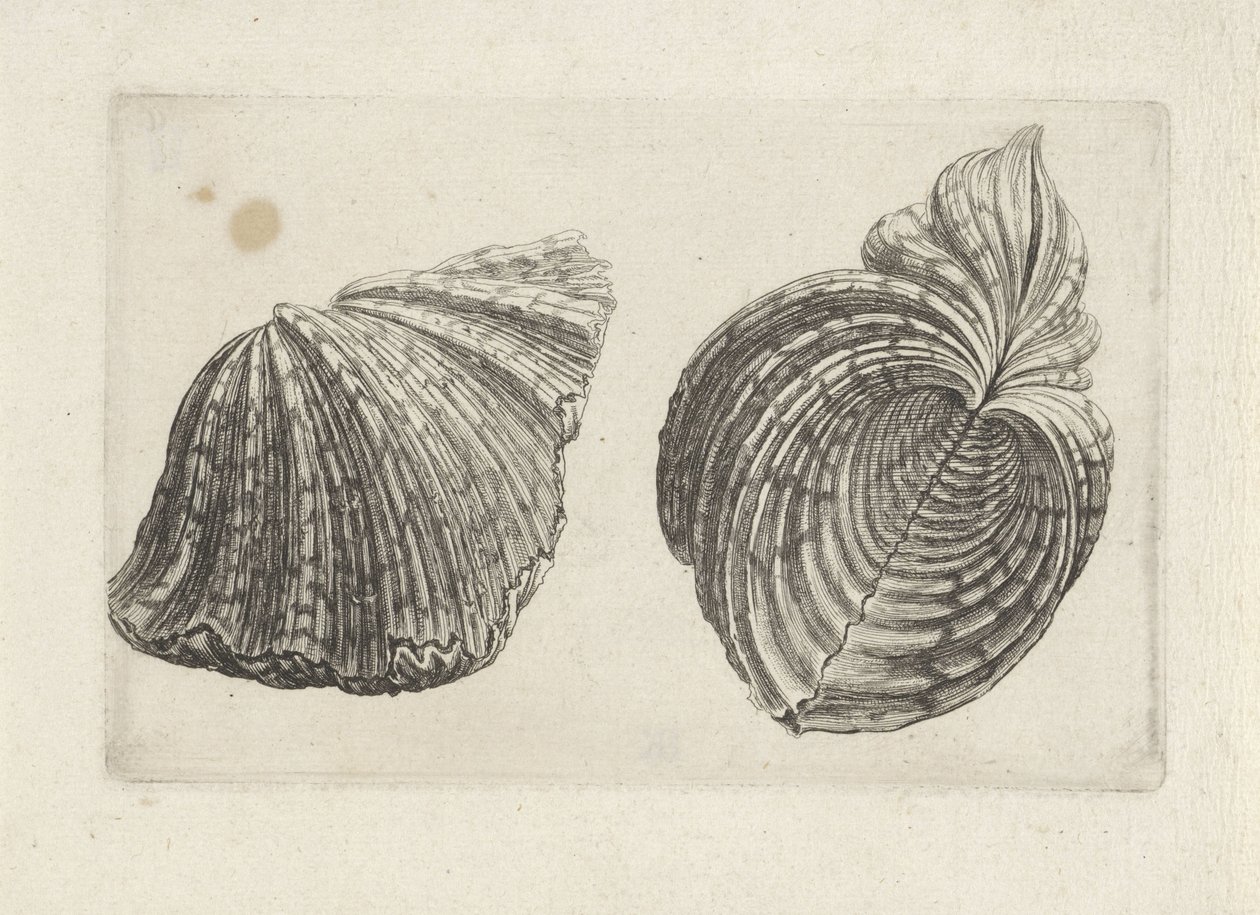 Schelp, hippopus hippopus da Wenceslaus Hollar