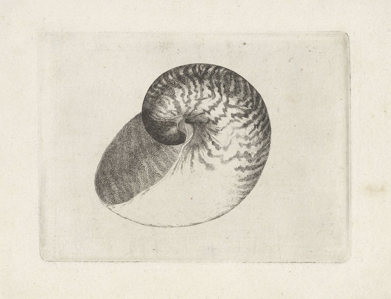 Conchiglia, nautilus pompilius da Wenceslaus Hollar