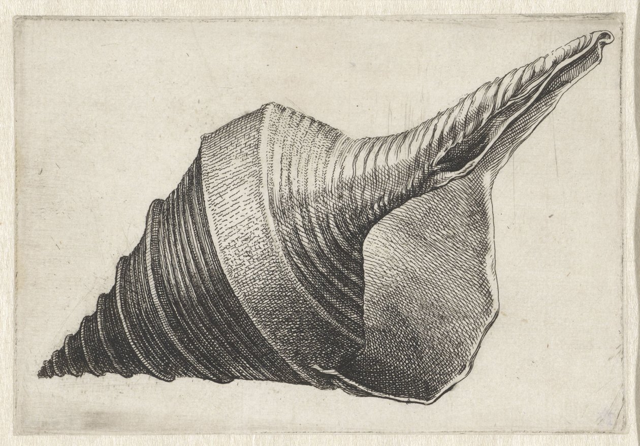 Conchiglia, syrinx aruanus da Wenceslaus Hollar