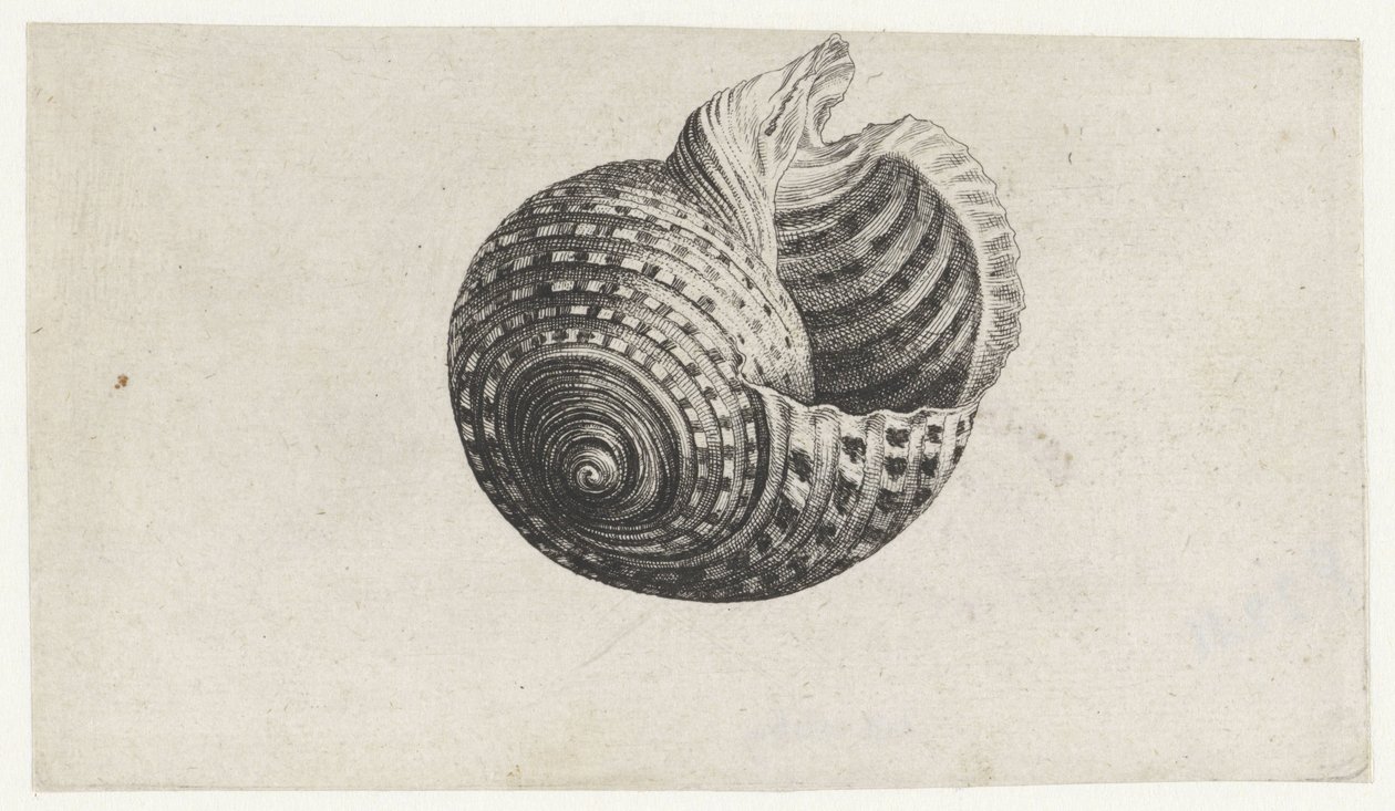 Conchiglia, tonna dolium da Wenceslaus Hollar