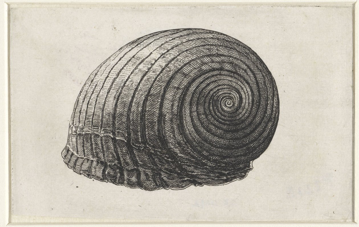 Conchiglia, tonna galea da Wenceslaus Hollar