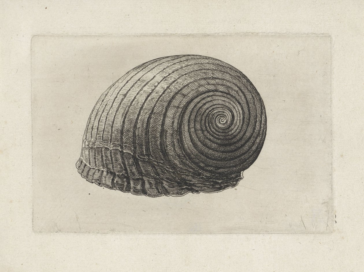 Conchiglia, tonna galea da Wenceslaus Hollar