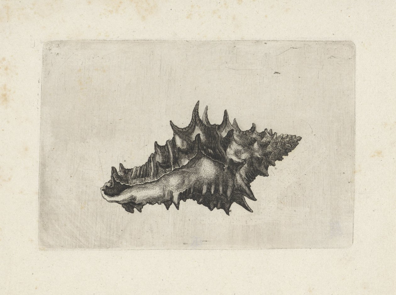 Conchiglia, vasum ceramicum da Wenceslaus Hollar