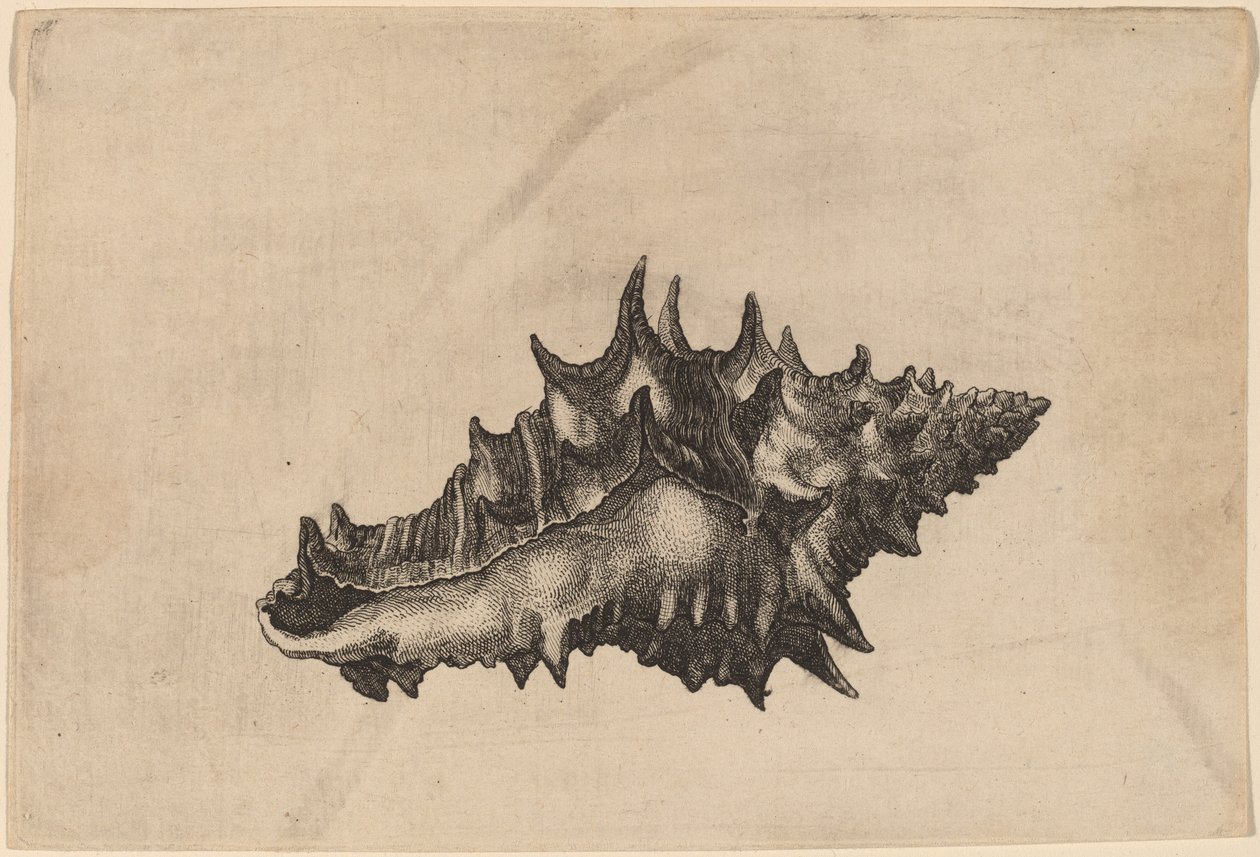 Conchiglia (Vasum ceramicum) da Wenceslaus Hollar