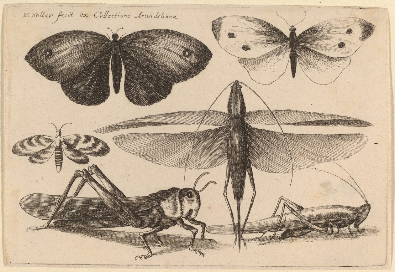 Sei Insetti da Wenceslaus Hollar