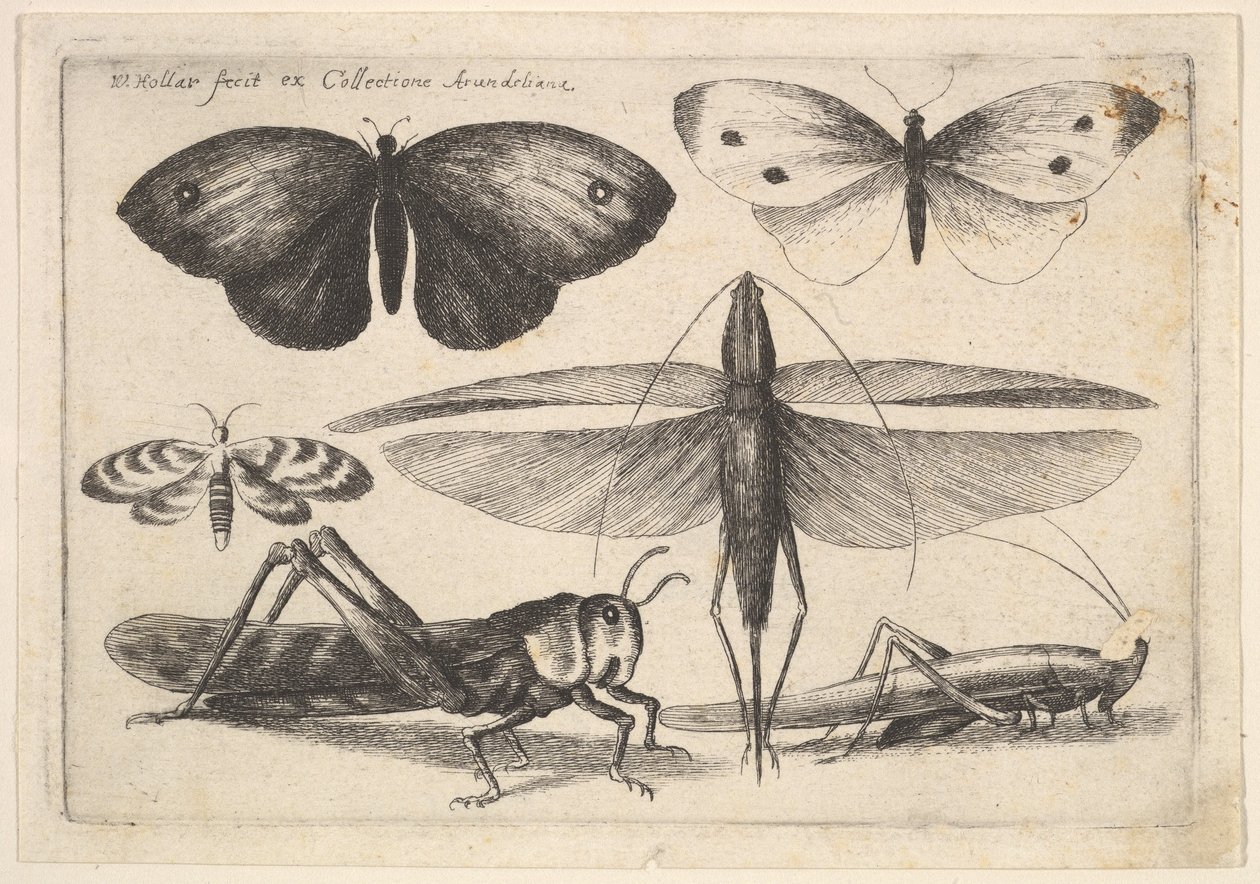 Sei insetti, 1646 da Wenceslaus Hollar