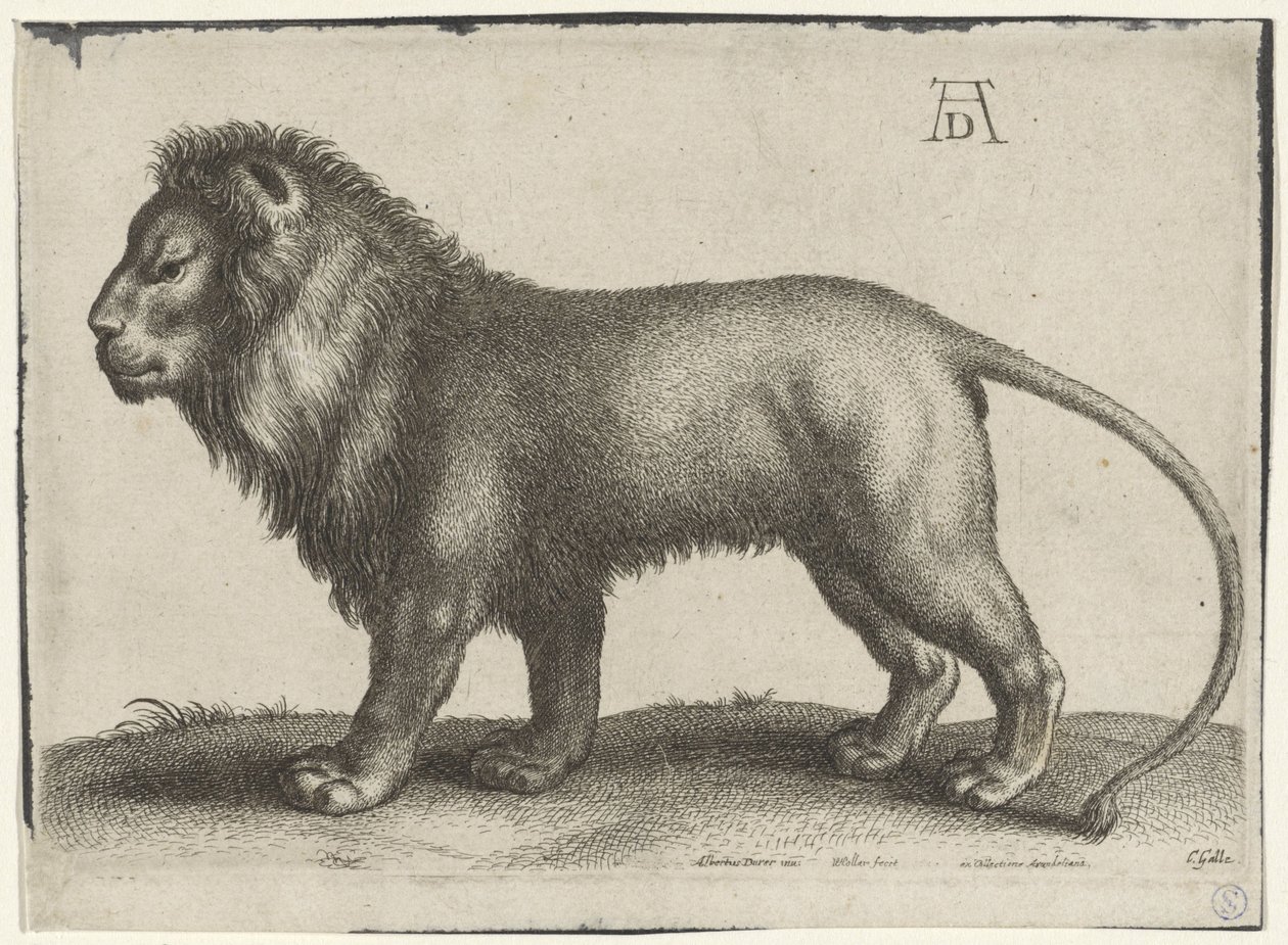 Leone in piedi da Wenceslaus Hollar