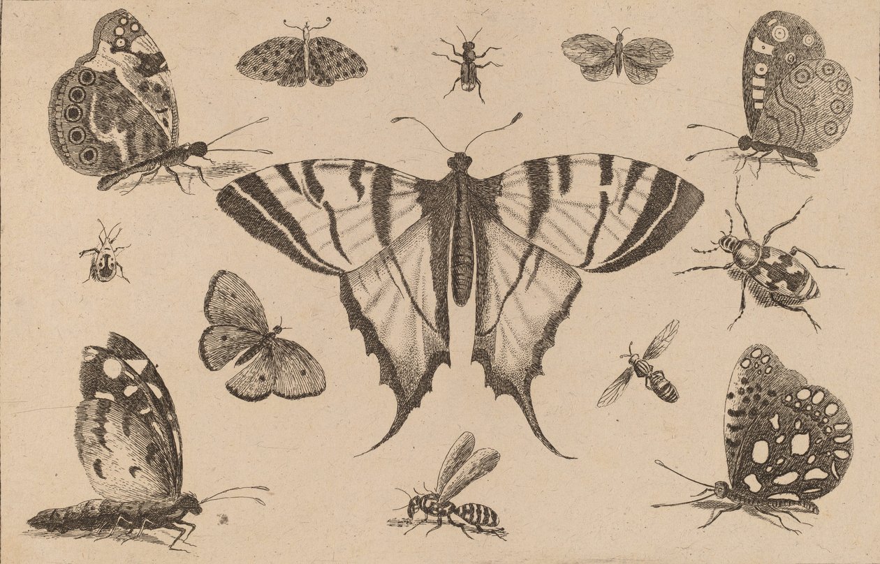 Farfalla a Coda di Rondine e Dodici Altri Insetti da Wenceslaus Hollar