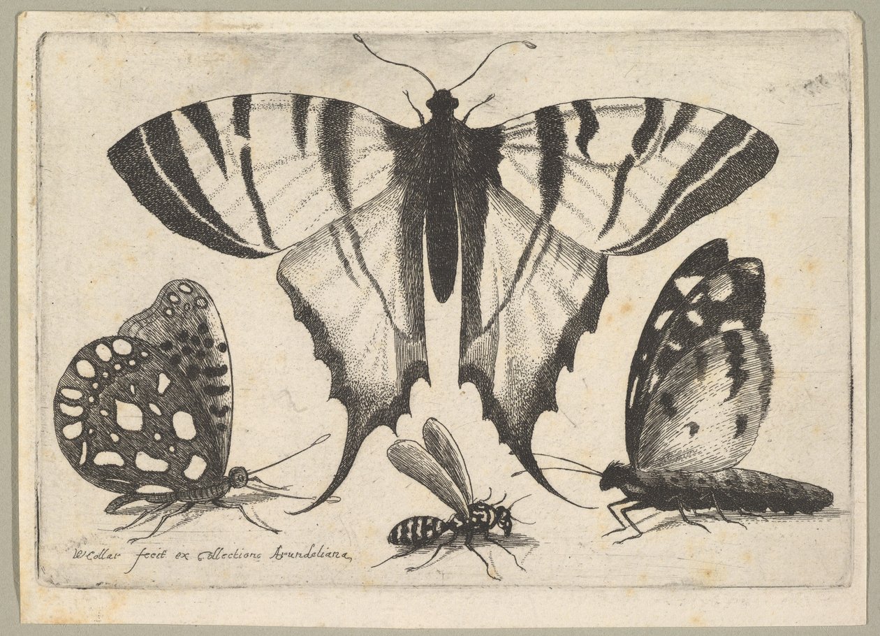 Tre farfalle e una vespa, 1646 da Wenceslaus Hollar
