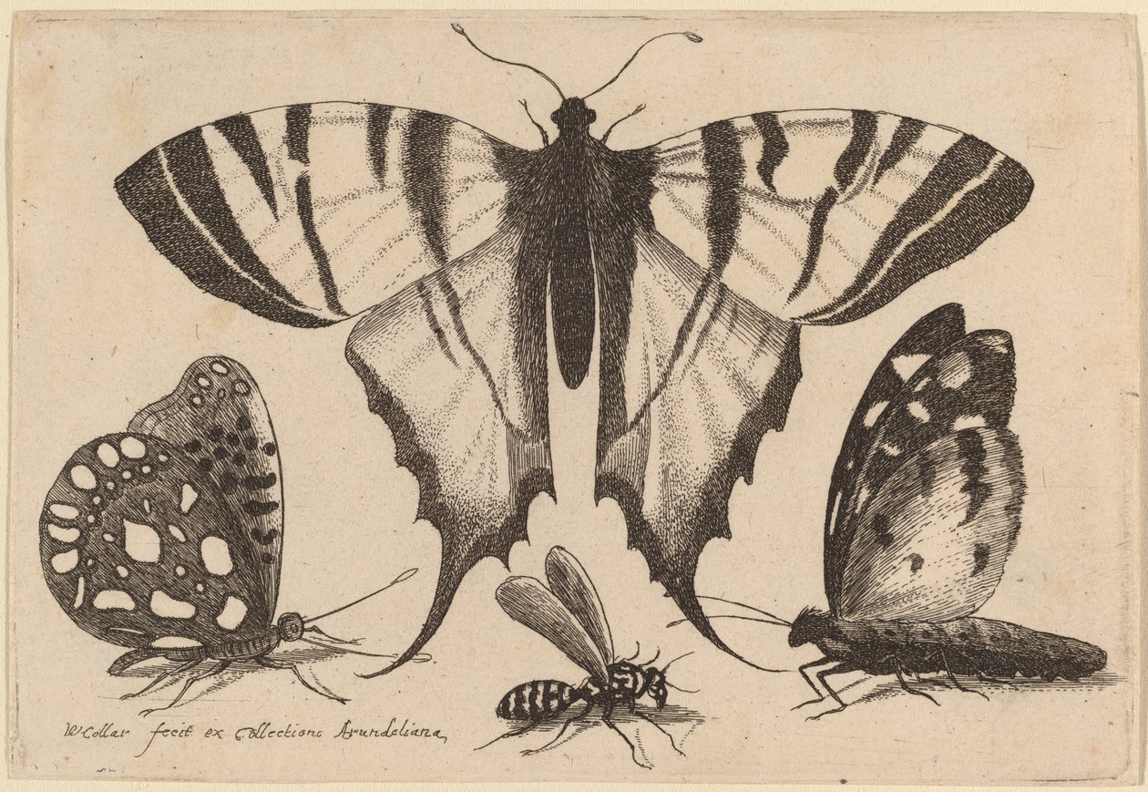 Due Farfalle, una Vespa e una Falena da Wenceslaus Hollar