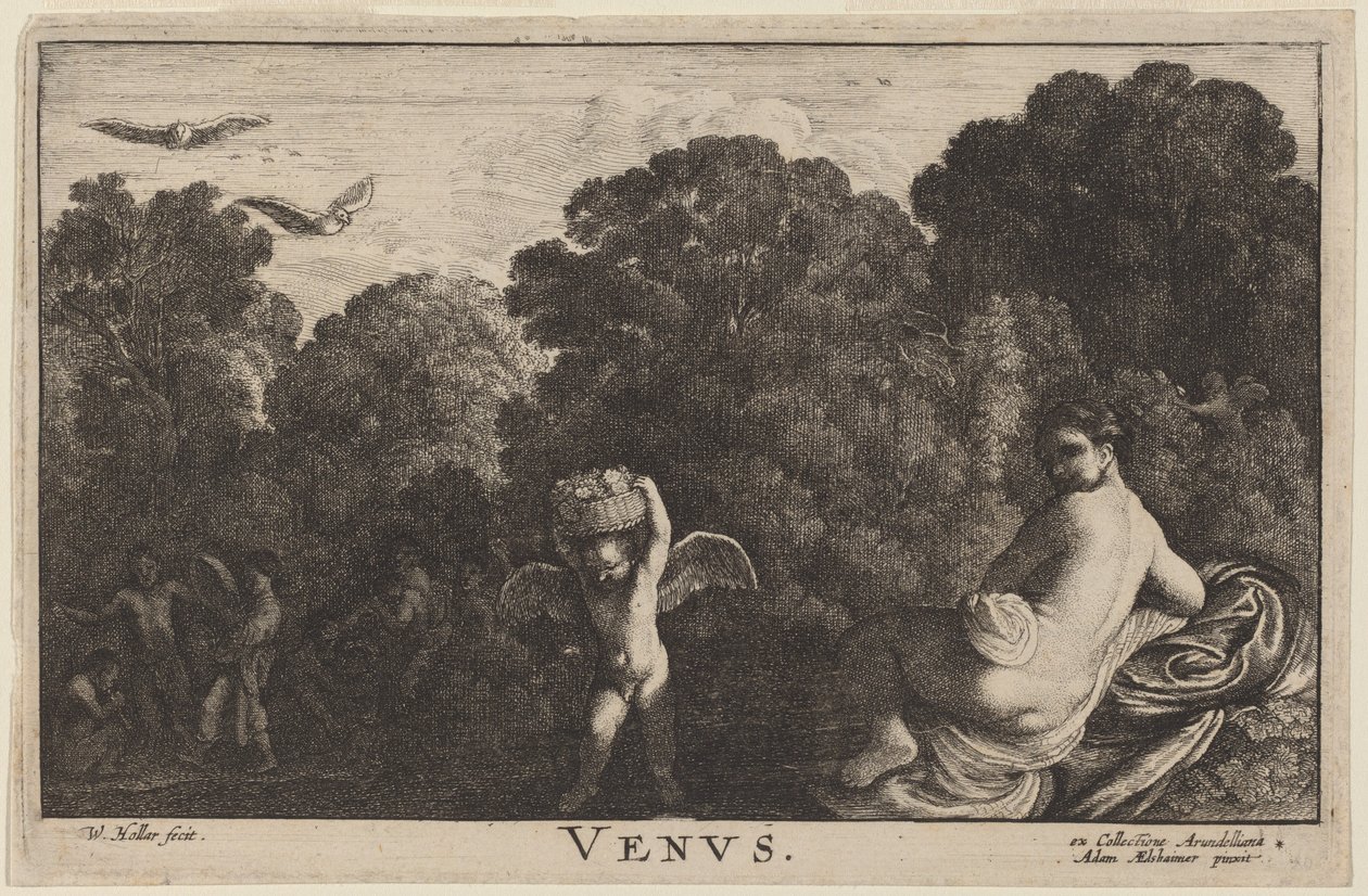 Venere da Wenceslaus Hollar