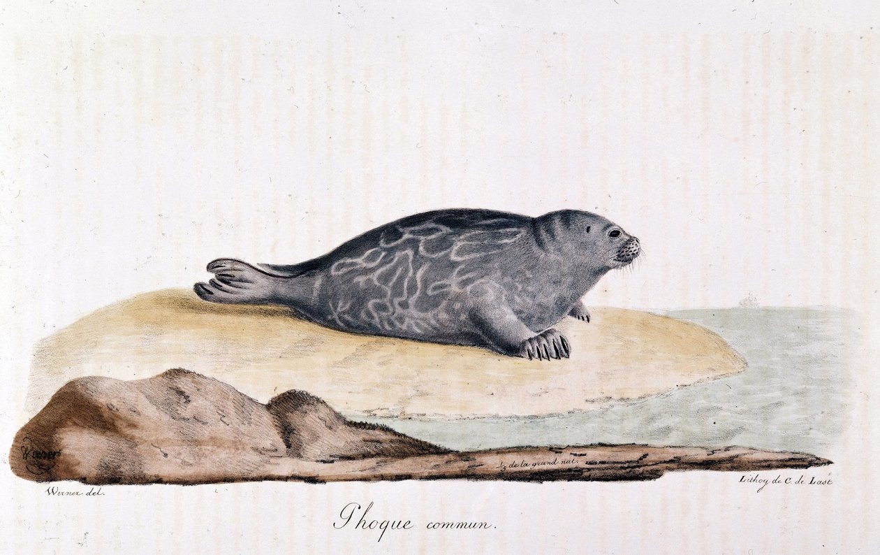 Foca comune - disegno di Werner da Werner Werner