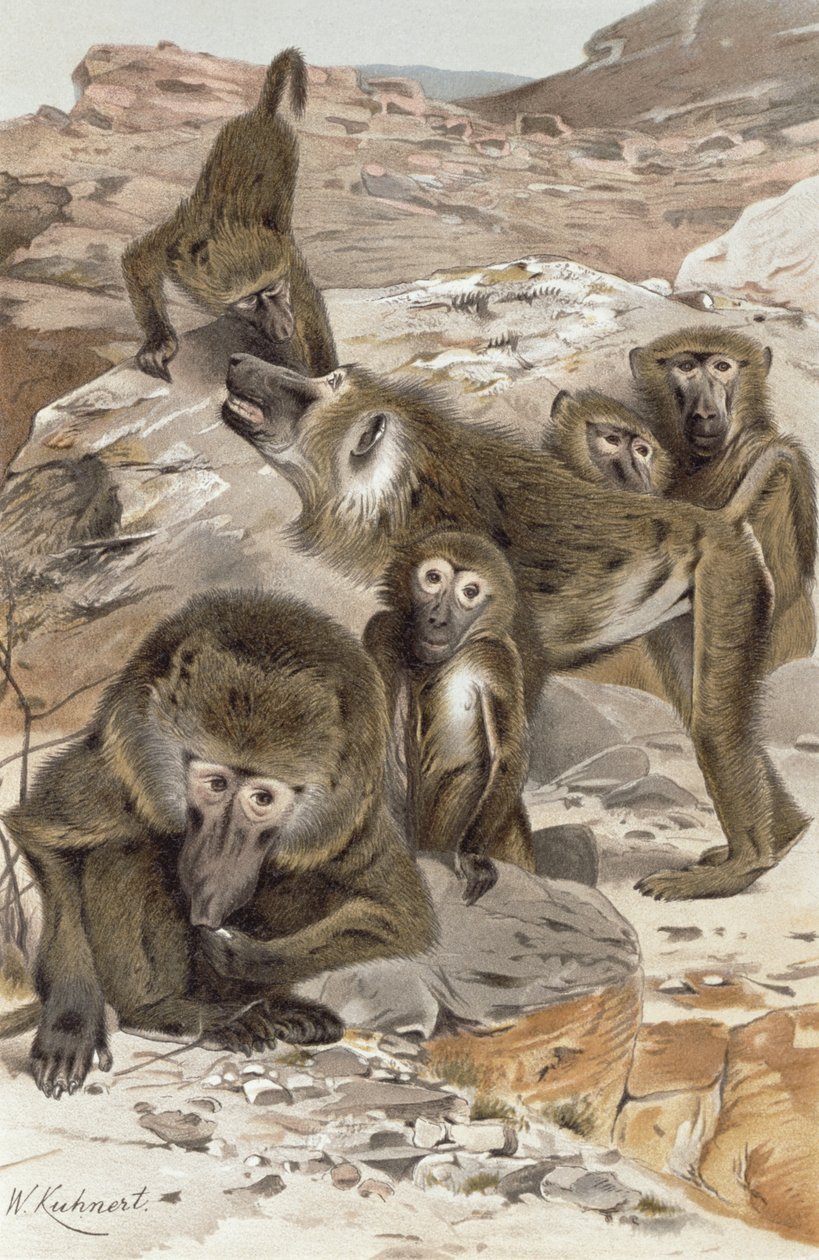 Babbuino, tavola da 