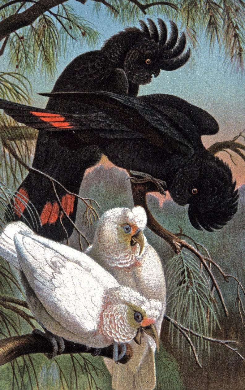 Cacatua di Banks da Wilhelm Kuhnert