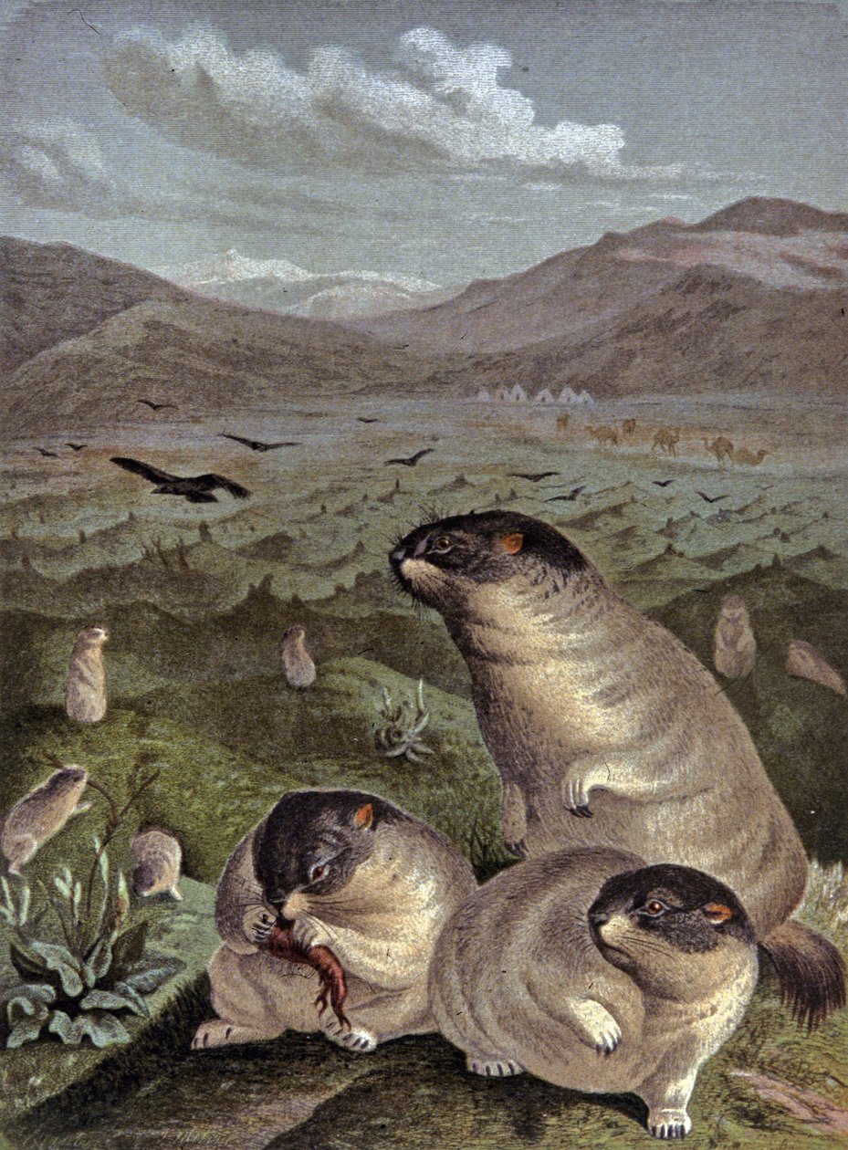 Marmotta Bobak da Wilhelm Kuhnert