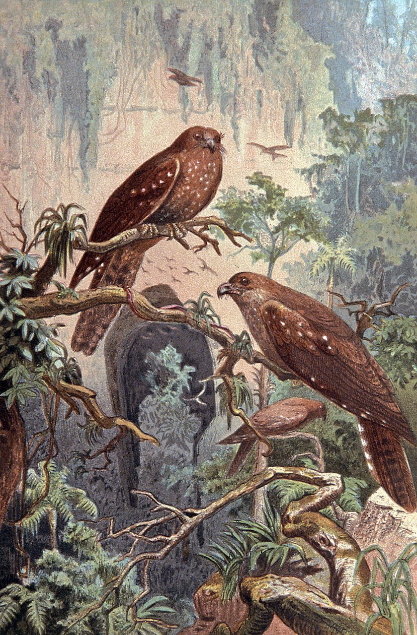 Grotta Guacharo, c.1910 (illustrazione) da Wilhelm Kuhnert