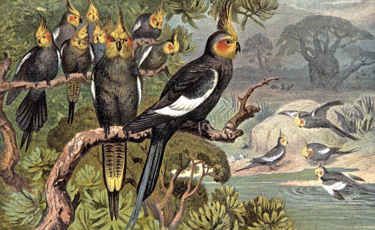 Cacatua, c.1910 (illustrazione) da Wilhelm Kuhnert